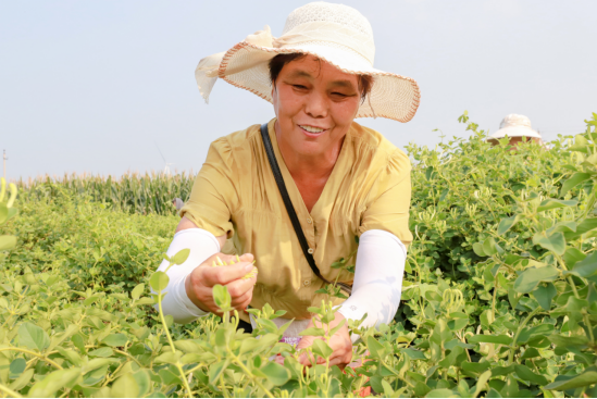 河北肥乡：金银花铺就致富路_fororder_河北肥乡：采摘金银花 铺就致富路(1)313