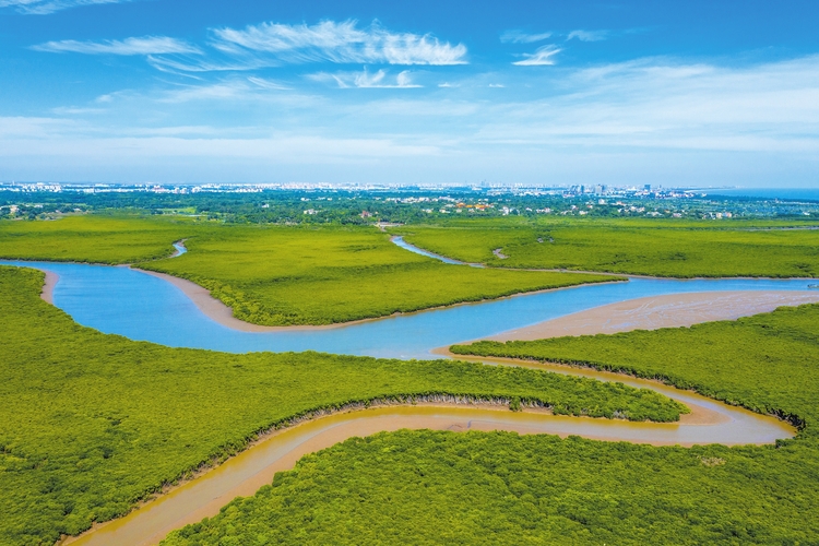 创新建立“湿地+”保护修复模式 厚植大美椰城生态底色_fororder_2