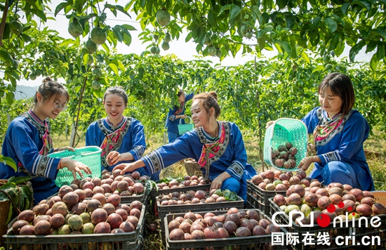 贵州天柱：激活千亩坝区经济有高招（组图）