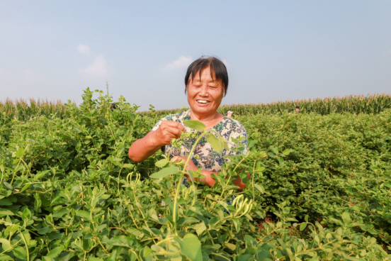 河北肥乡：金银花铺就致富路_fororder_河北肥乡：采摘金银花 铺就致富路(1)334