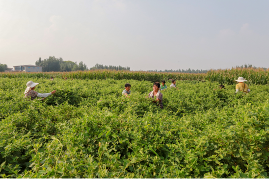 河北肥乡：金银花铺就致富路_fororder_河北肥乡：采摘金银花 铺就致富路(1)108