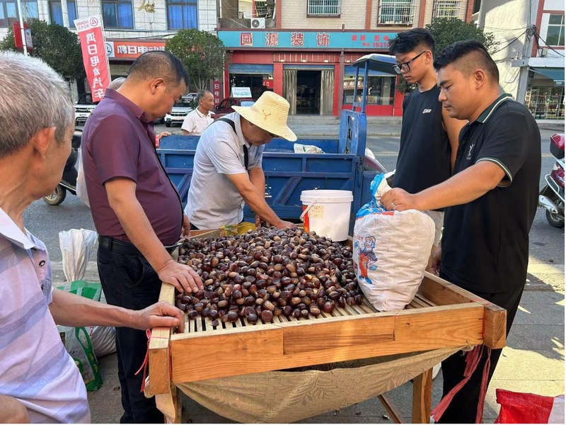 京山市三陽鎮六萬畝板栗喜獲豐收_fororder_圖片 1的副本