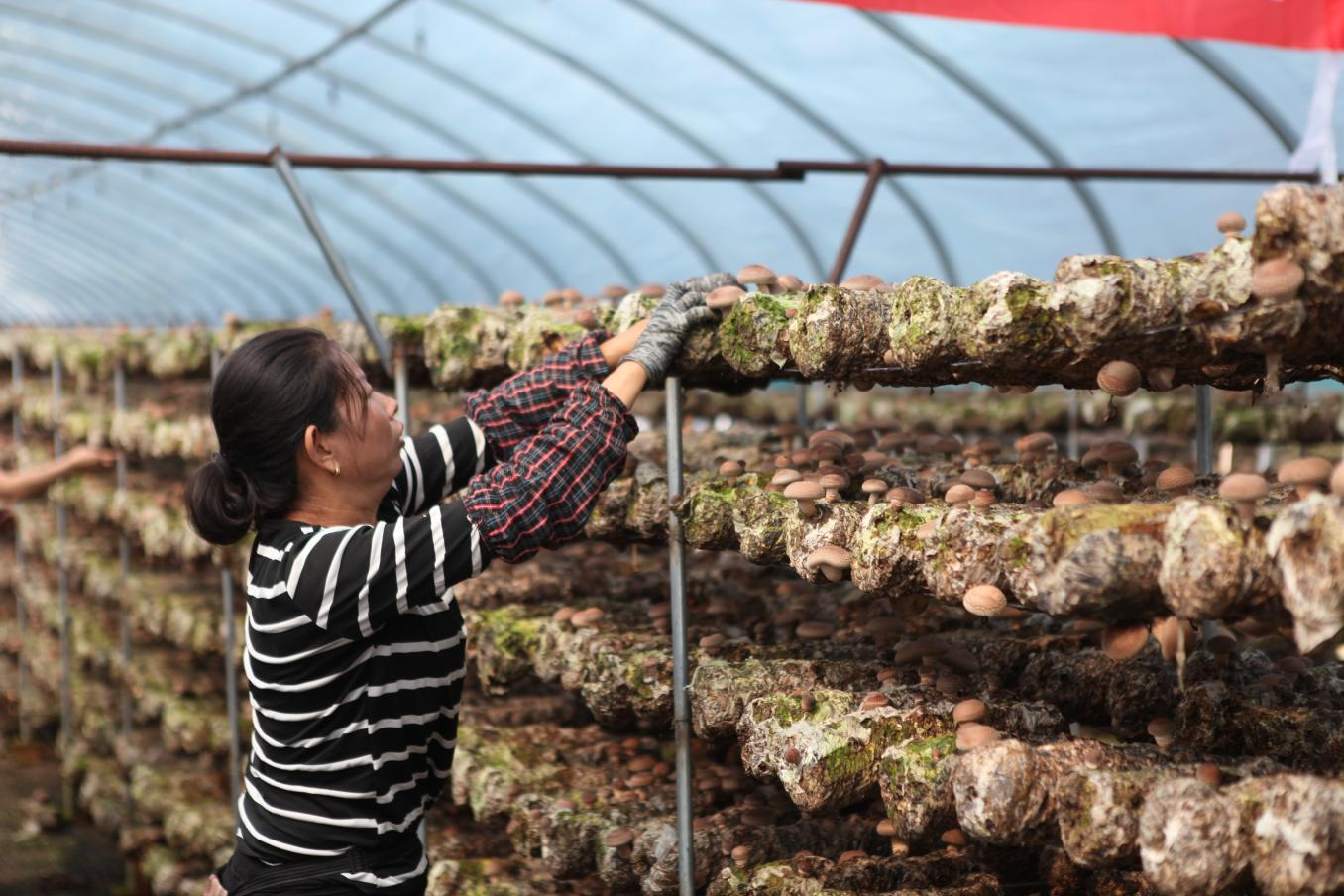 河北平泉：“菇农加油站”服务菇农零距离_fororder_图片4