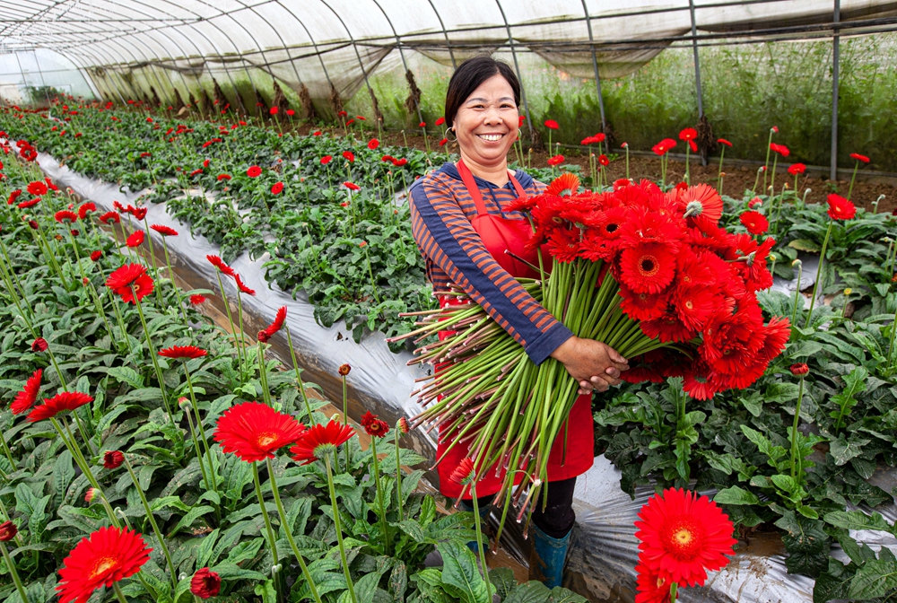 贵州黔西：寒露时节采花忙_fororder_2023年10月8日，村民在贵州省黔西市洪水镇长堰社区鲜花种植基地采摘非洲菊。IMG_7399.JPG