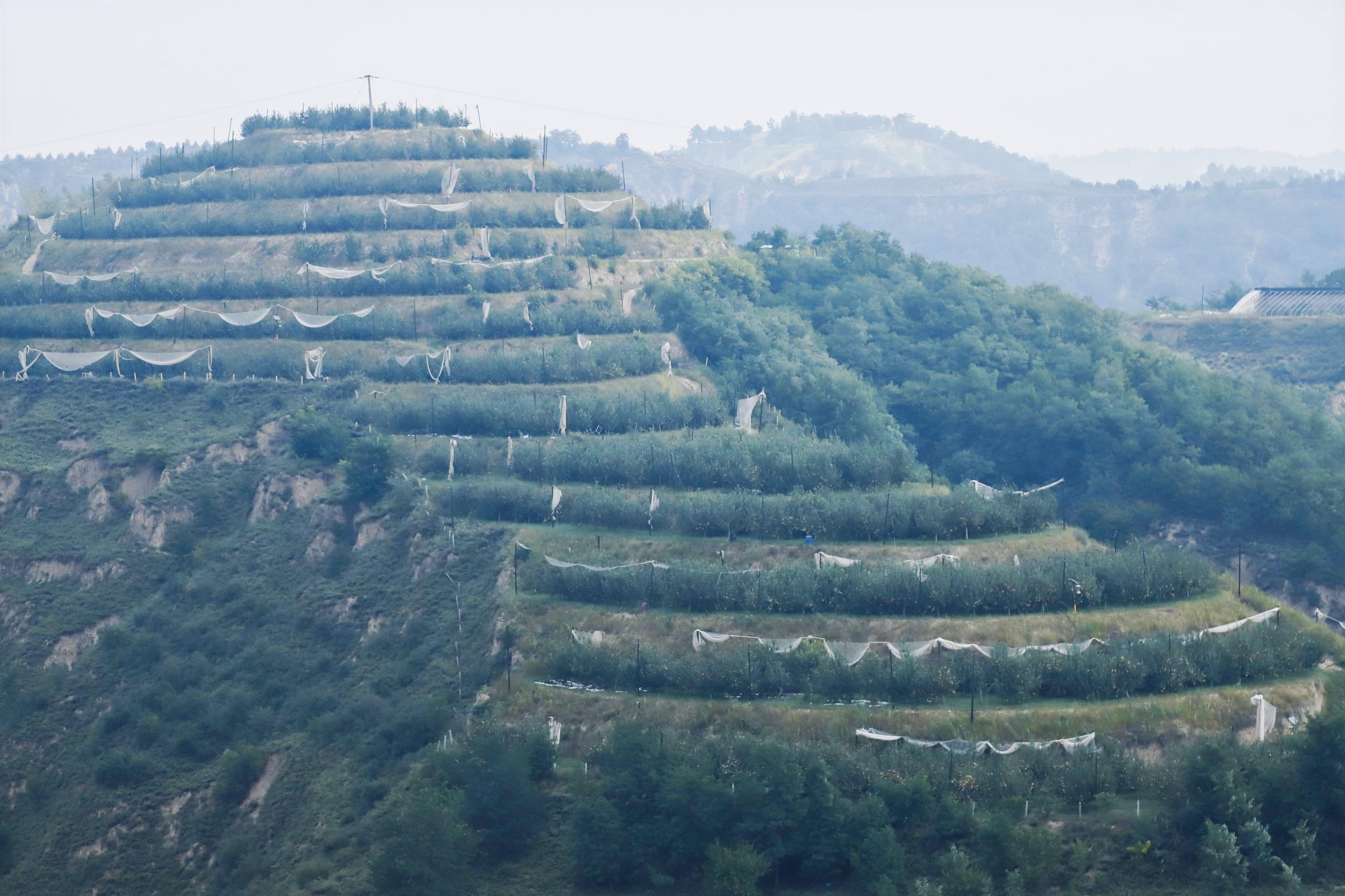 （转）子长市史家畔便民服务中心：“外来人”带领村民变身“三金农民”