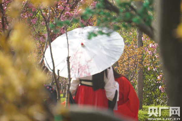 第四届鹤壁樱花文化节开幕 樱花大道现人潮花海 第四届鹤壁樱花文化节开幕 樱花大道现人潮花海