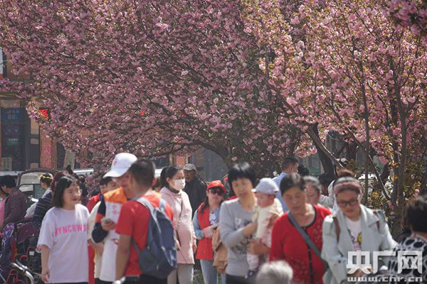 第四届鹤壁樱花文化节开幕 樱花大道现人潮花海 第四届鹤壁樱花文化节开幕 樱花大道现人潮花海