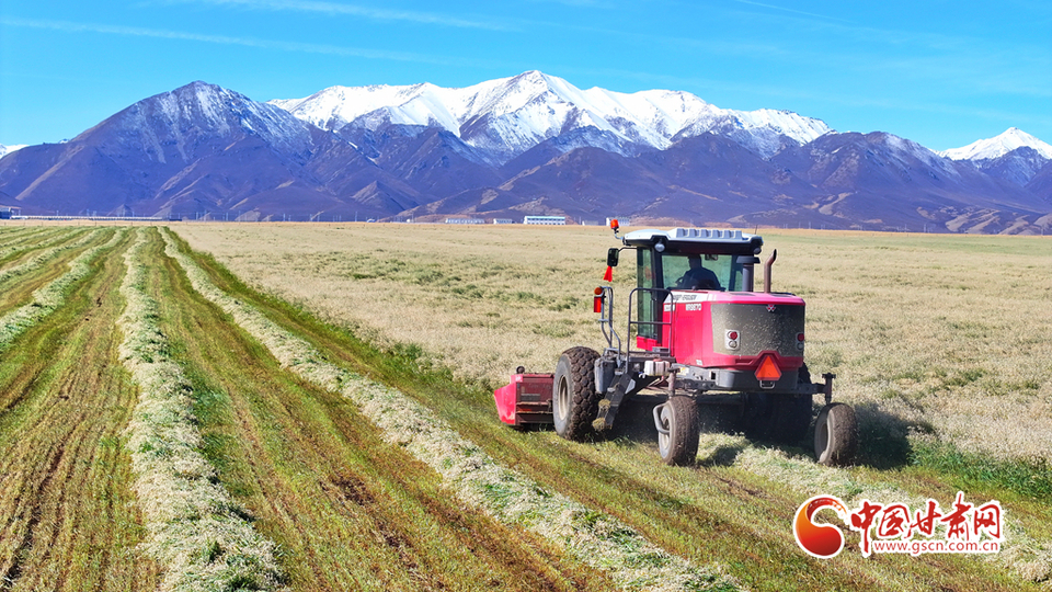 开镰！在甘肃山丹马场收获金秋