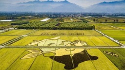 “曲水稻香”水稻開始收割