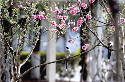 【圖説4】正是百花爛漫時 踏著春天盡享詩