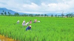 玉溪江川：稻香鱼肥好光景