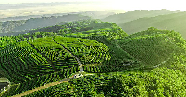 第四届秦巴农洽会将于9月14日至16日在巴中举行_fororder_图为巴中市南江县金枝玉叶茶叶基地