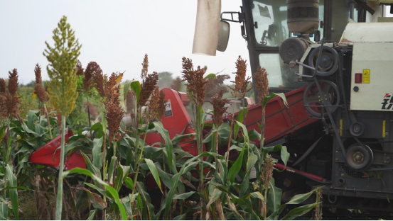 河北曲阳：高粱红玉米黄 田野奏响“丰收曲”_fororder_河北曲阳：高粱红玉米黄 田野奏响“丰收曲”397