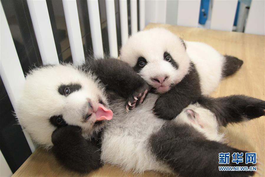 澳门大熊猫双胞胎获名“健健”“康康”