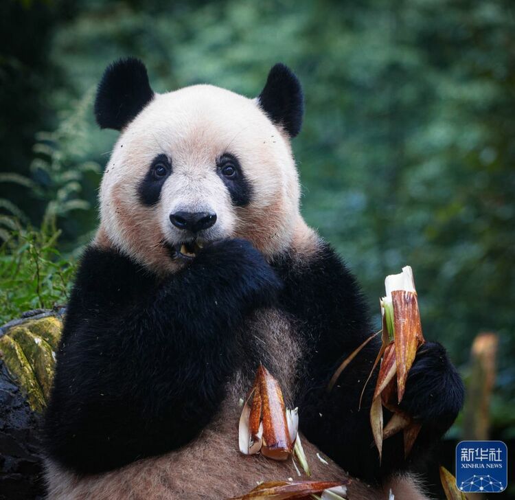 （轉載）歸國大熊貓“香香”亮相雅安 正式與公眾見面