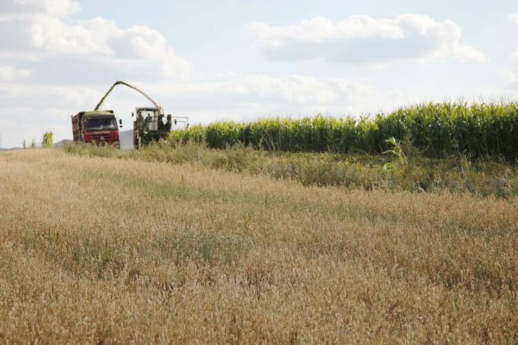 河北丰宁头道沟村：青储饲料收割忙 机械化帮扶“唱主角”_fororder_在丰宁县鱼儿山镇头道沟村，青储机收割青储饲料  拍摄张志强4