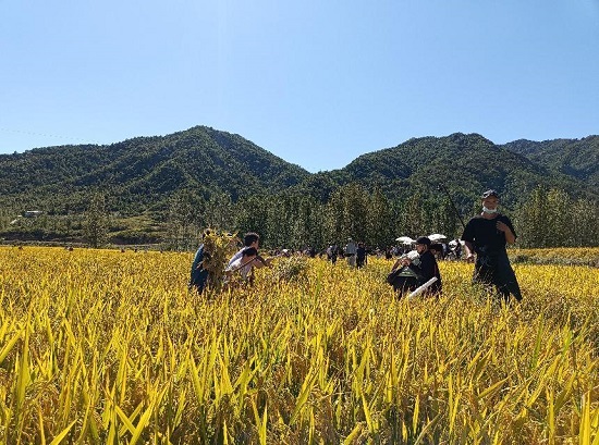 【原創】平頂山魯山：小爾城200余畝金黃稻田成為網紅打卡地_fororder_圖片2