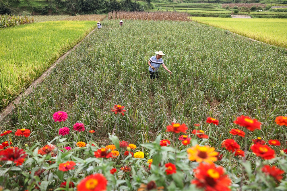 貴州施秉：秋日“豐”景美_fororder_2023年9月6日，村民在貴州省黔東南苗族侗族自治州施秉縣楊柳塘鎮高塘村採摘小米。（磨桂賓 攝） (1).JPG