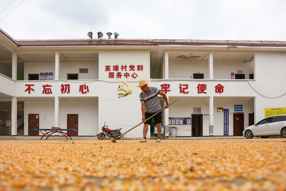 貴州施秉：秋日“豐”景美_fororder_2023年9月6日，村民在貴州省黔東南苗族侗族自治州施秉縣楊柳塘鎮高塘村晾曬玉米。（磨桂賓 攝）.JPG