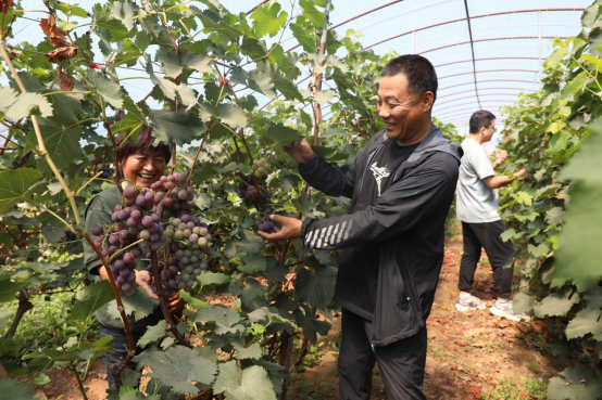 河北平泉林果种植面积超40万亩 带动2.7万余名群众增收_fororder_河北平泉林果种植面积超40万亩 带动2.7万余名群众增收939