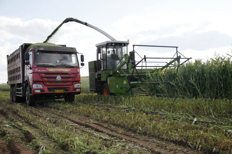 河北丰宁头道沟村：青储饲料收割忙 机械化帮扶“唱主角”_fororder_在丰宁县鱼儿山镇头道沟村，青储机收割青储饲料  拍摄张志强2