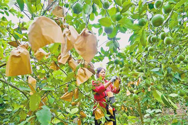 重慶潼南檸檬深加工及出口量居全國第一