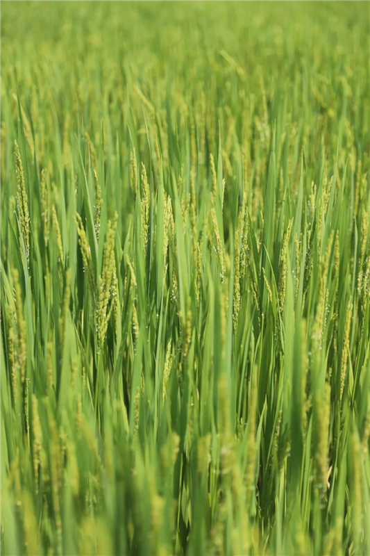 武汉江夏：万亩稻田好“丰”景_fororder_02