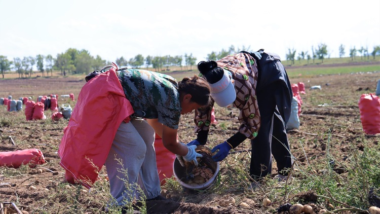 河北丰宁：坝上菜农收获晚季疏菜最后一桶“金”_fororder_农民正在把土豆装袋 拍摄刘洁