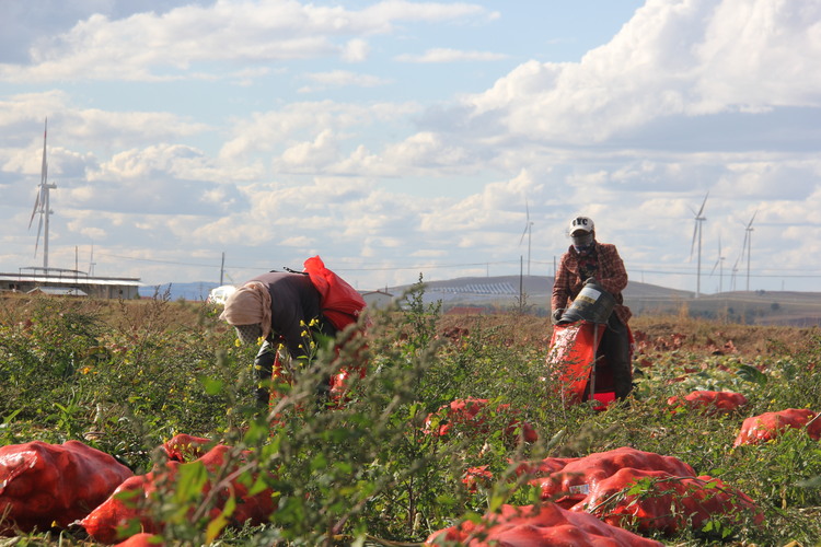 河北丰宁：坝上菜农收获晚季疏菜最后一桶“金”_fororder_农民正在把葱头装袋 拍摄辛荣军