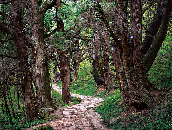 广元：邀八方游客徒步游蜀道 感受千年古蜀文化_fororder_蜀道一景