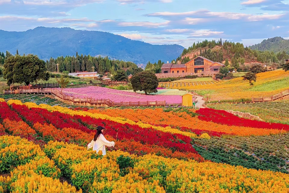 赏绚烂花海 品麻江风光 贵州麻江卡乌药谷江村菊花园开园_fororder_微信图片_20230912103415