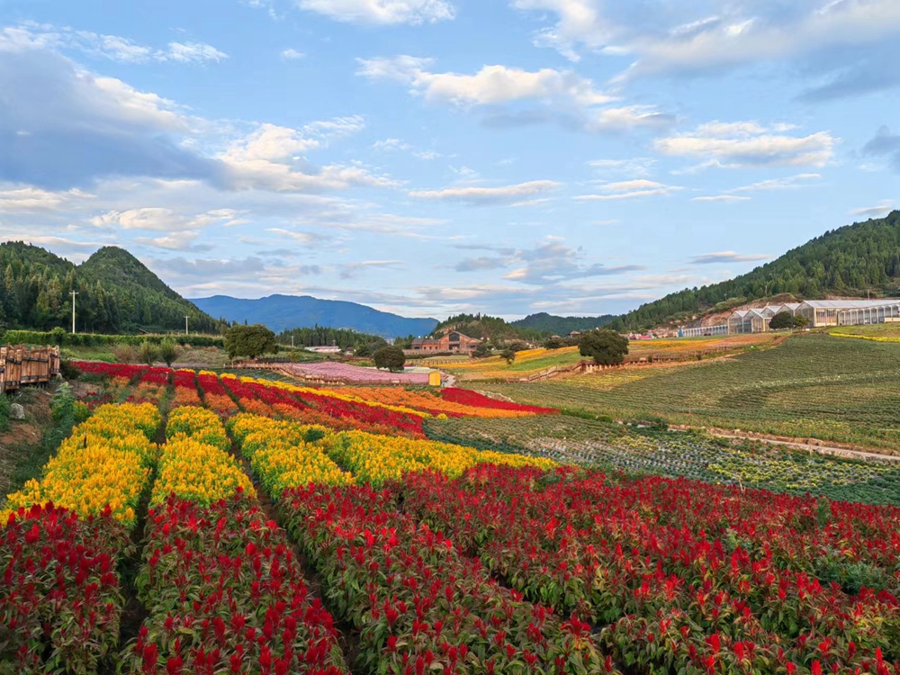 赏绚烂花海 品麻江风光 贵州麻江卡乌药谷江村菊花园开园_fororder_微信图片_20230912144217