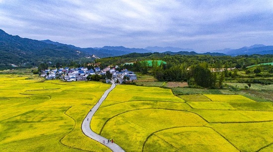 【原创】平顶山鲁山：小尔城200余亩金黄稻田成为网红打卡地_fororder_图片3