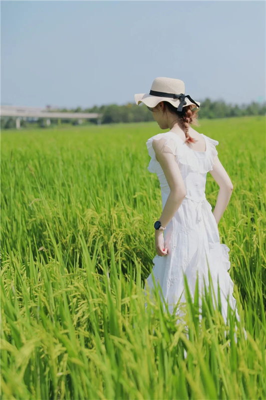 武汉江夏：万亩稻田好“丰”景_fororder_01