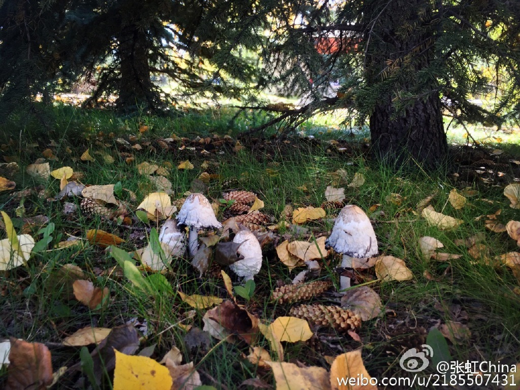 组图：中国速滑名将晒照 张虹坐林中小路笑开颜