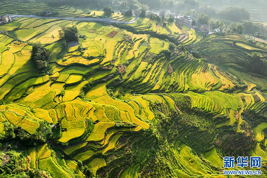 重庆：万亩梯田如画卷 巴渝山乡好“丰”景