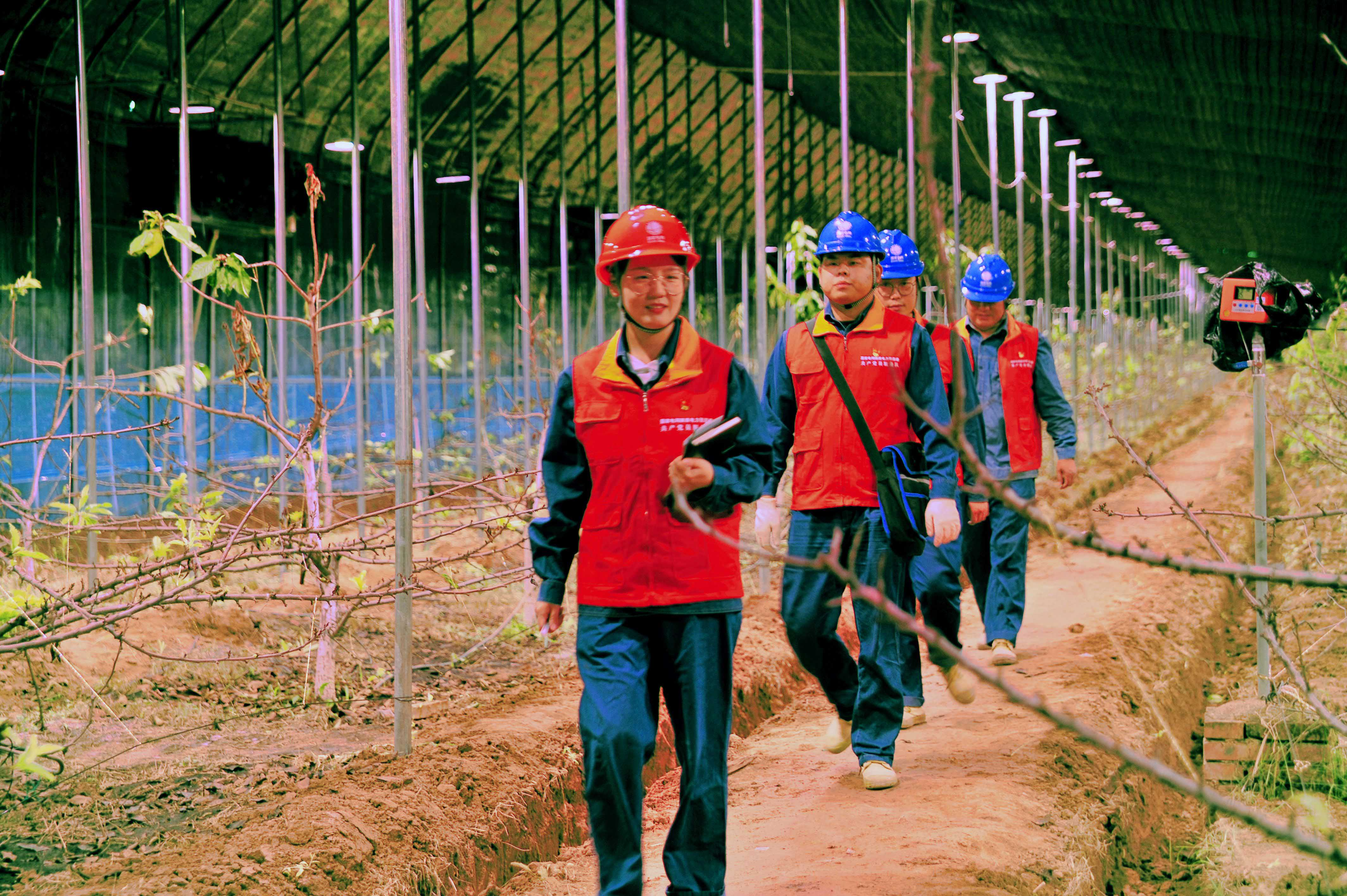 国网蓝田县供电公司：党建引领优服务 助农增收促振兴_fororder_图片5