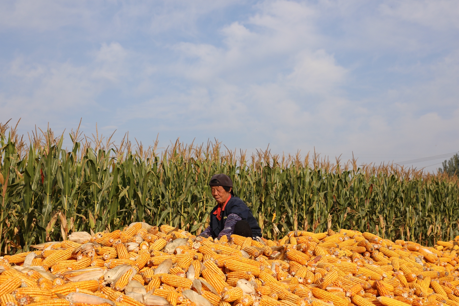 图片默认标题_fororder_金灿灿的玉米地里忙碌的“丰收人” 摄影 高泽涛