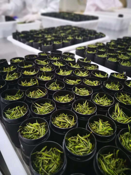 极白安吉白茶新品发布 大师小罐系列锁鲜惊艳亮相 极白安吉白茶新品发布 大师小罐系列锁鲜惊艳亮相