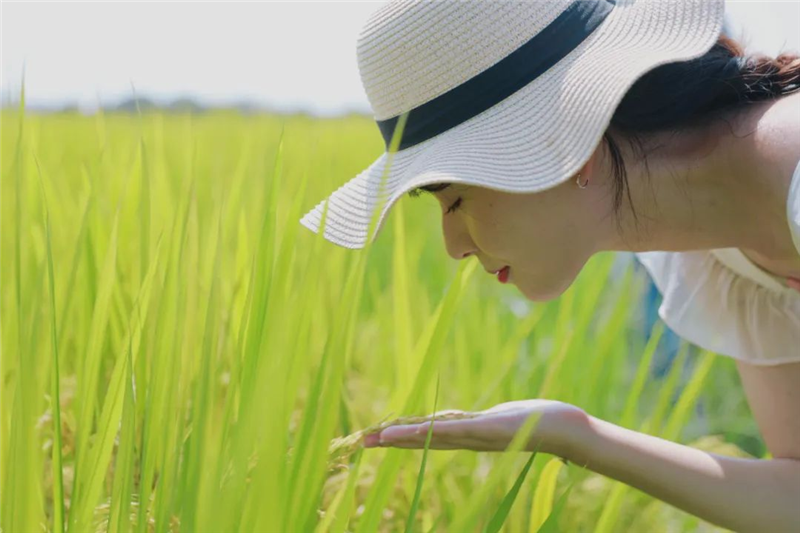 武汉江夏：万亩稻田好“丰”景_fororder_03