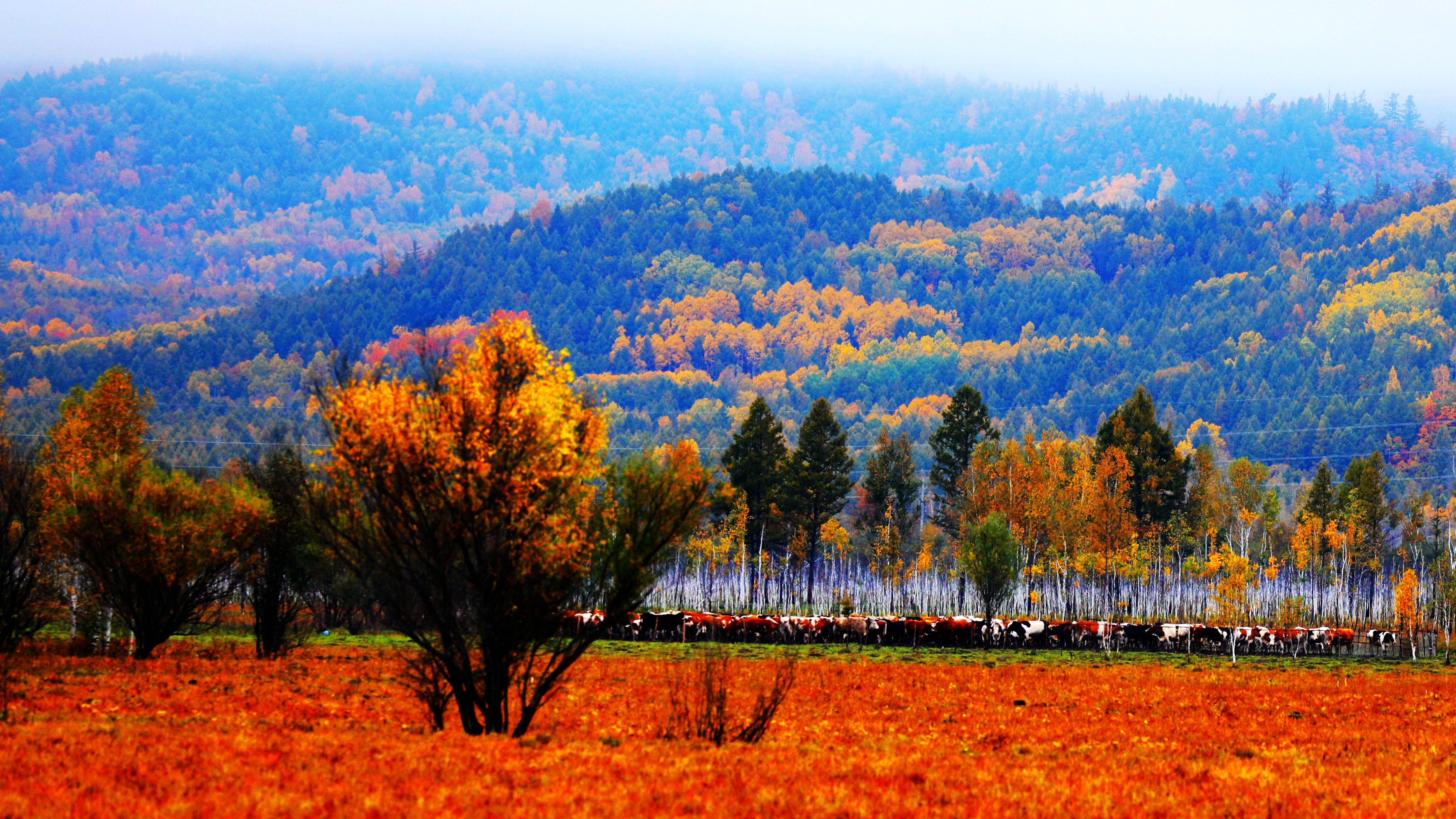 层林尽染 秋景如画_fororder_微信图片_20231012101810