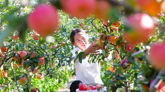 齊齊哈爾：蘋果豐收果農樂 新型項目助民生
