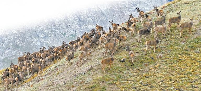 【生態】國家一級野生保護動物白唇鹿群現身祁連山_fororder_微信圖片_20230913085639