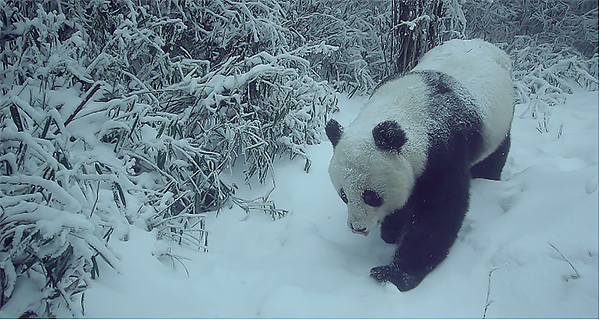 大熊猫国家公园成都片区：描绘人与自然和谐共生的成都画卷_fororder_未标题-2