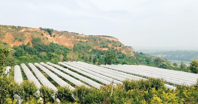 “新農人”種出生態好石榴 打開增收“致富門”_fororder_微信圖片_20231012120825