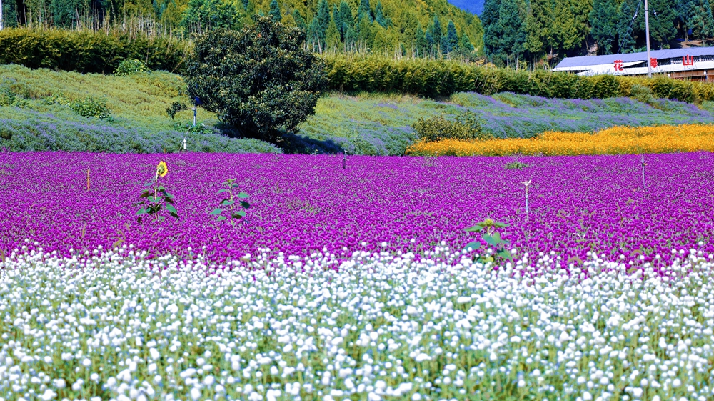 赏绚烂花海 品麻江风光 贵州麻江卡乌药谷江村菊花园开园_fororder_微信图片_20230912144218