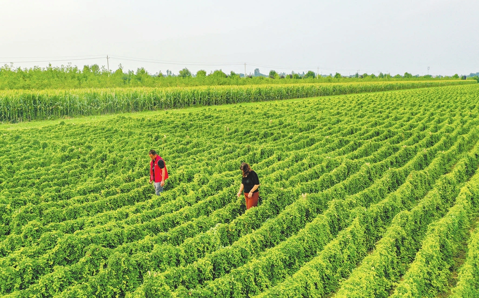 运城夏县亿谷多家庭农场：发展特色产业 促进村民增收_fororder_acd10524caf7e631b5bb2ab3ba58506a