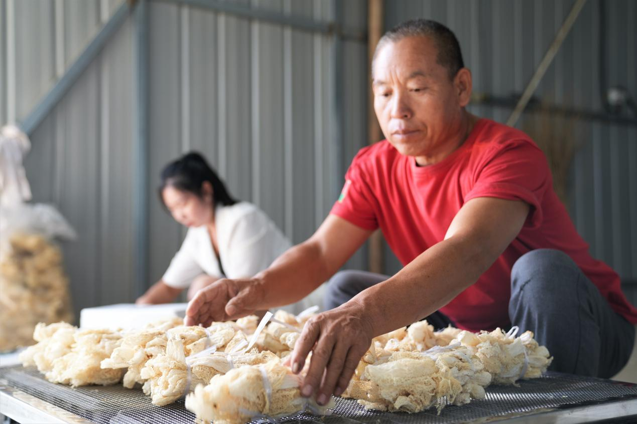 河北遵化：竹荪种植助力农民双丰收_fororder_图片4