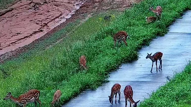 林深時見鹿，延邊邊境視頻監控拍下珍貴的野生梅花鹿鏡頭