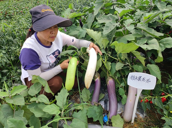 贵州遵义：山海携手 种出“太空蔬菜”_fororder_试种的航天白茄、航天青茄、航天紫花茄已成熟